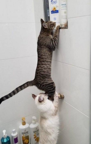 고양이 합사하는 방법