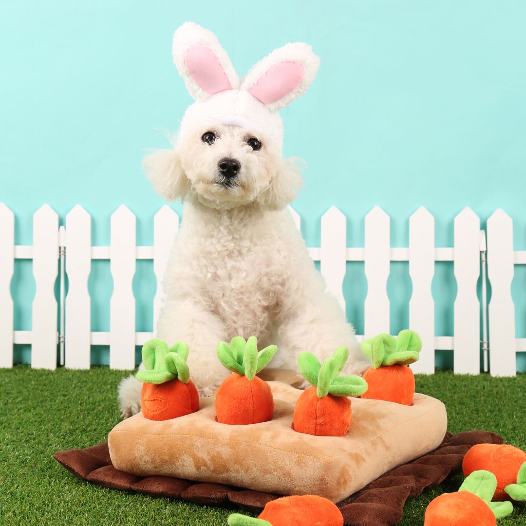 반려동물 의약품 완벽 가이드