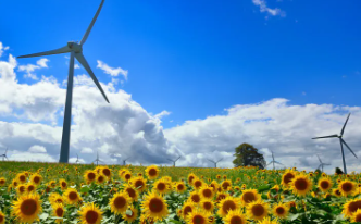 태백 해바라기축제