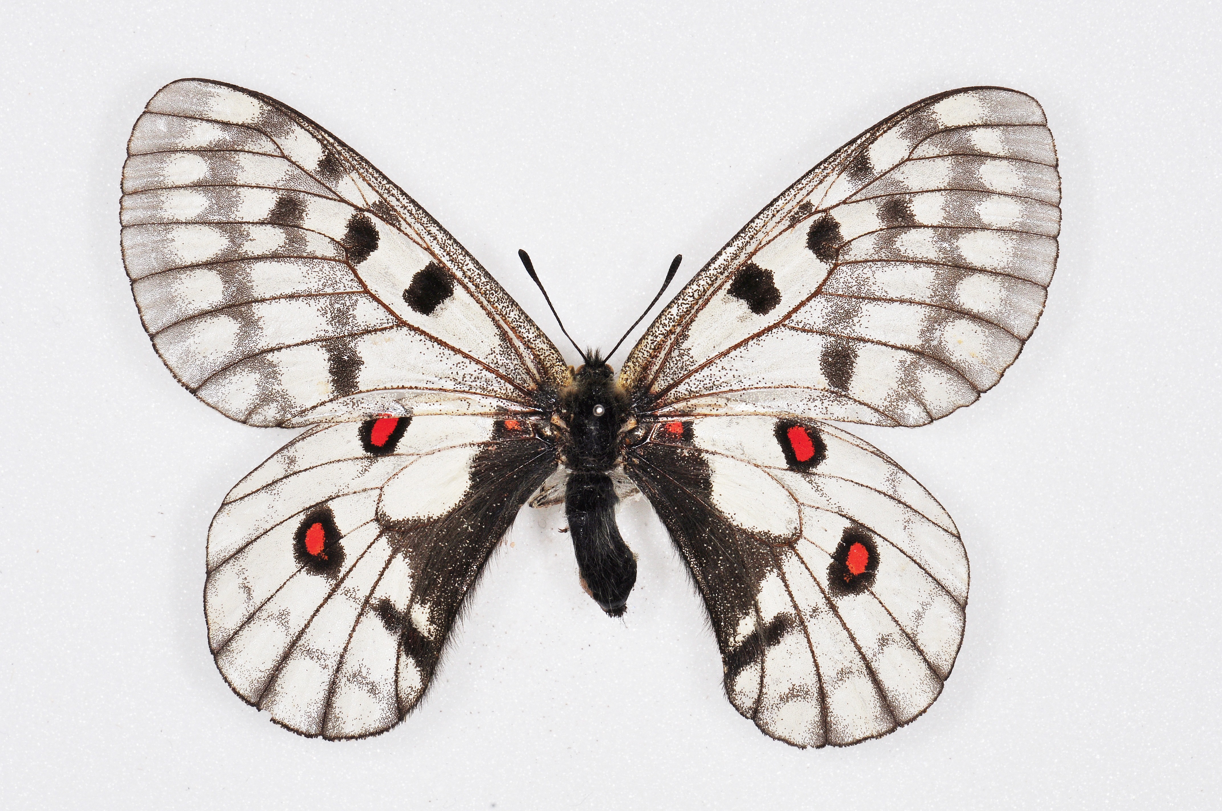 붉은점모시나비&amp;#44; 한국의 마지막 보석 나비｜멸종위기 곤충 보호 이야기