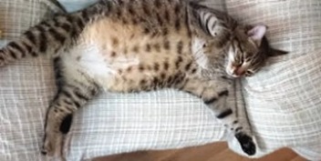 고양이 임신 가능 시기 확인법 - 발정 시기부터 짝짓기 주의까지, 꼭 알아야 할 포인트