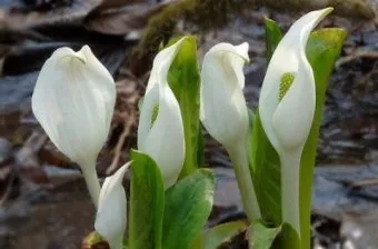 미즈나 재배 직파 요령 빠른 수확 통풍 관리_4