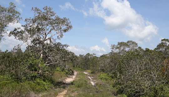 푸꾸옥 후추농장
