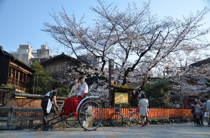 일본의 사쿠라 마츠리(Cherry Blossom Festival) &ndash; 벚꽃과 함께하는 짧고 찬란한 봄의 축제