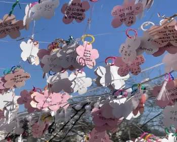 안동 벚꽃축제_10