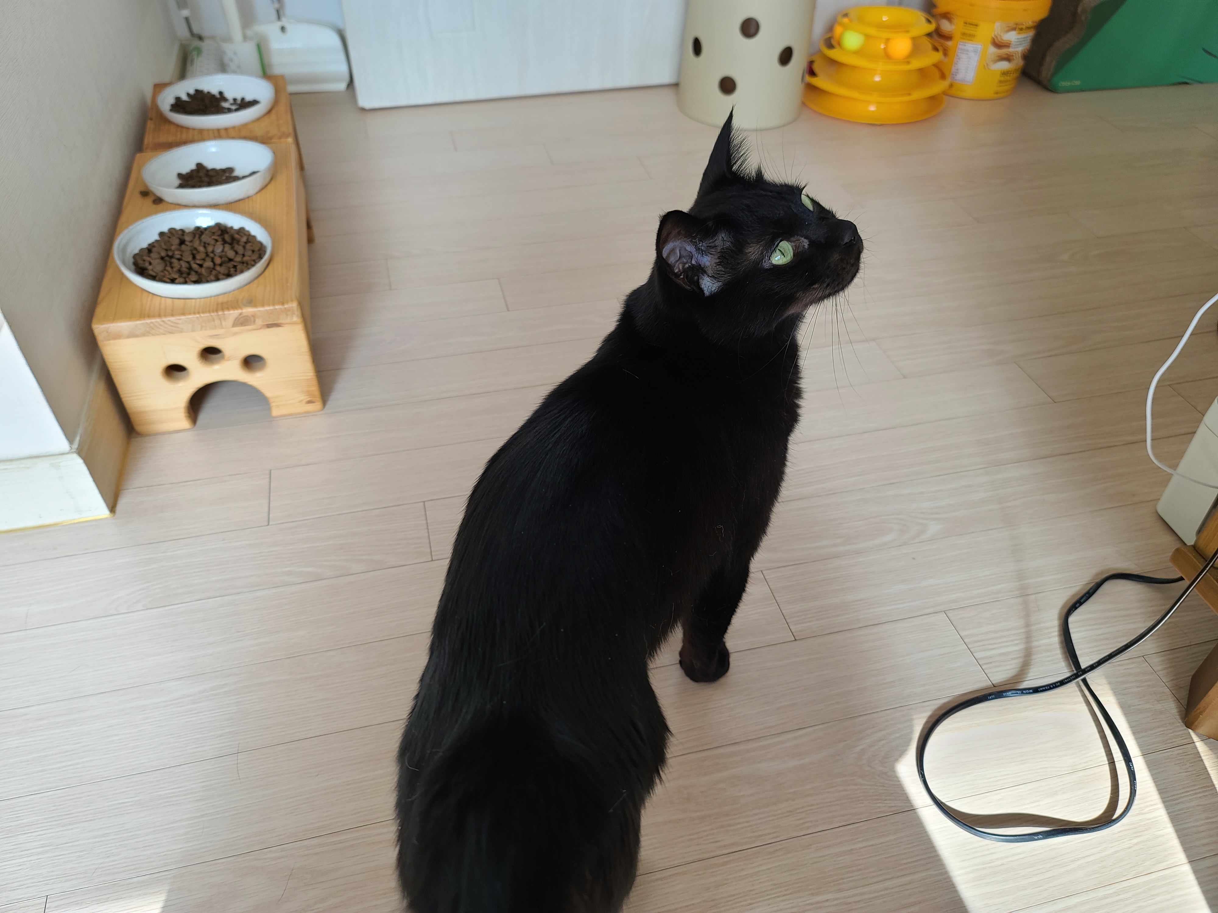 올블랙고양이 건이