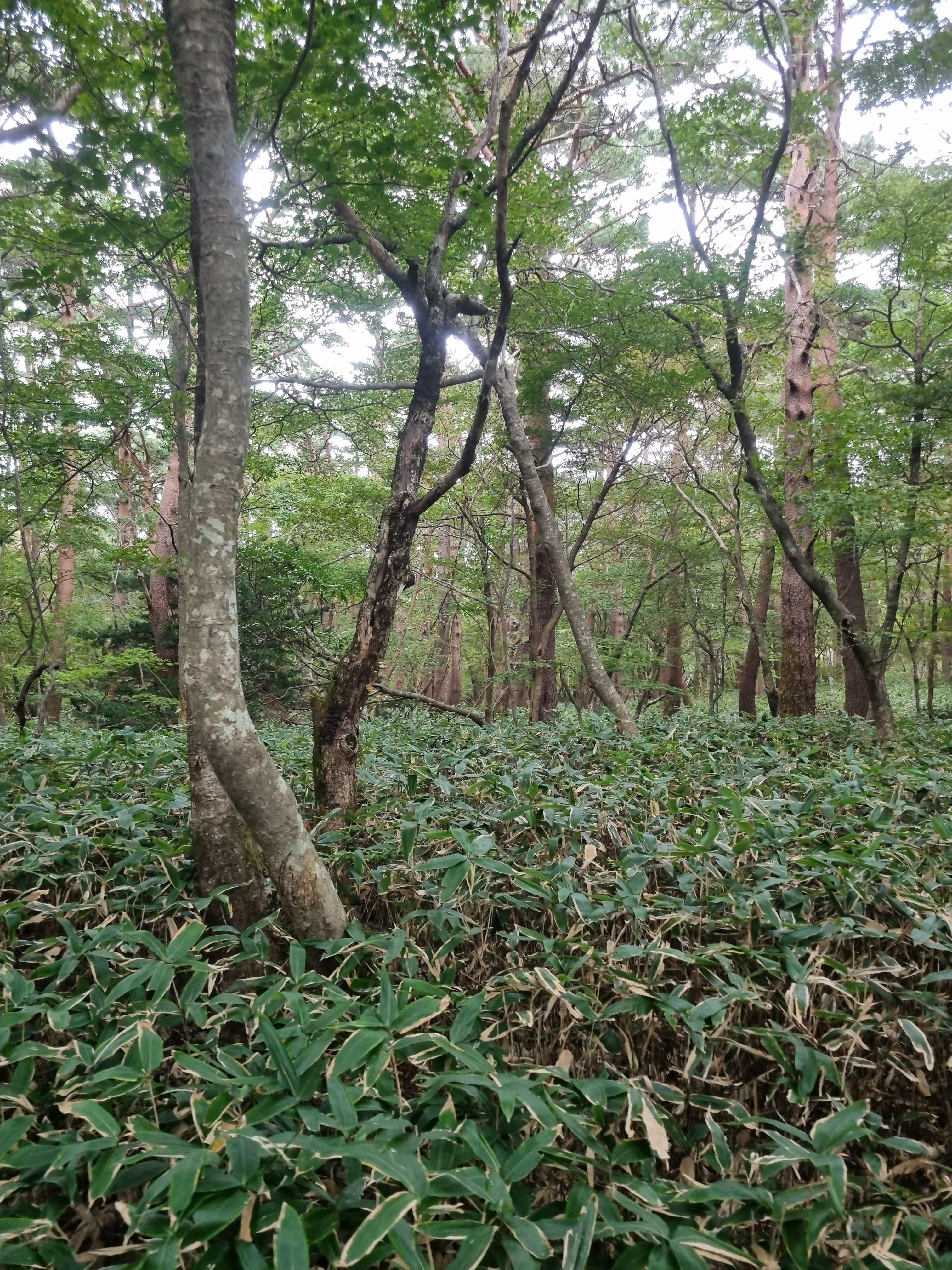 윗세오름 영실코스