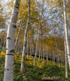 2025년 화담숲 예약