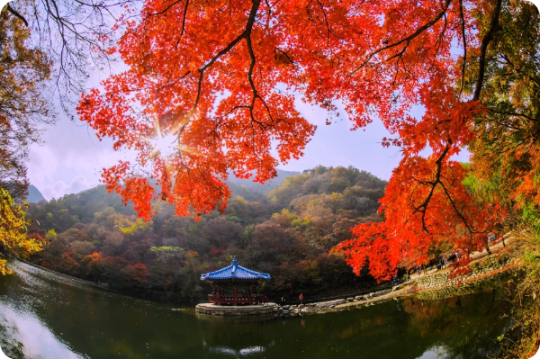 내장산 우화정 이미지/ 출처: 대한민국 구석구석