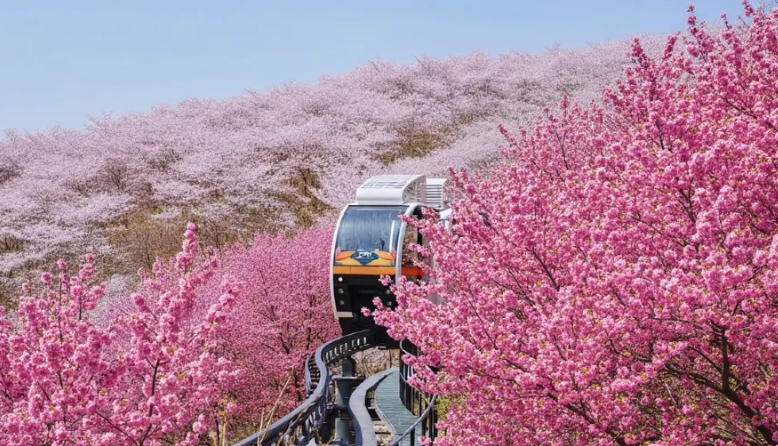 2026 화담숲 봄시즌 예약방법 시즌 기간 모노레일 입장료 꿀팁 정리