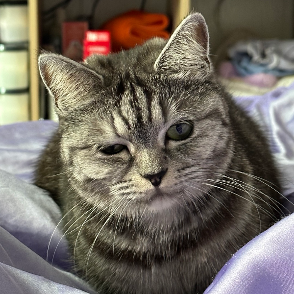 고양이 의사표현