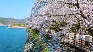 새롭게 봄 신나게 봄 낙동강 정원 벚꽃 축제 기본일정과 프로그램 소개 삼락 벚꽃 축제