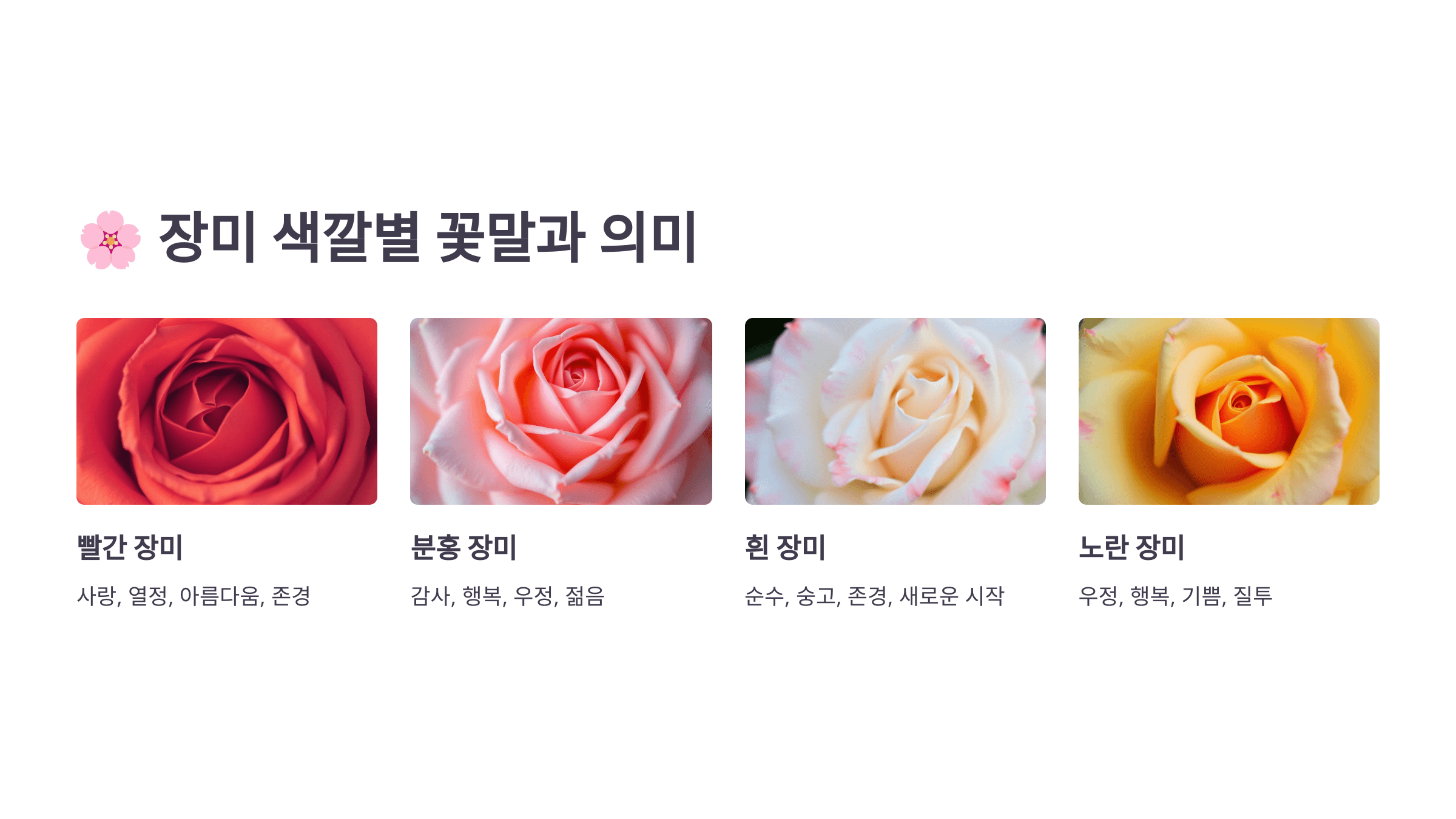 장미 사진입니다.