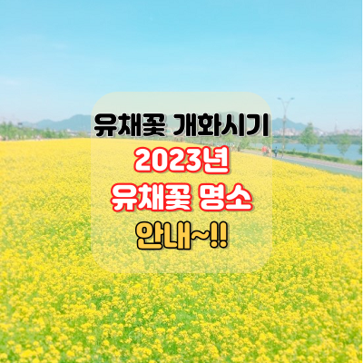 유채꽃 개화시기.유채꽃 명소_2023년.안내