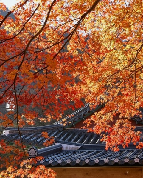 춘천 삼악산 단풍, 언제 가장 예쁠까? 가을 여행 필수 코스 &amp; 포토존 공개