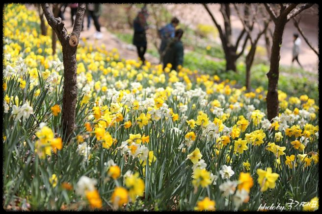 2025년 화담숲-봄맞이 최고의 벚꽃 명소