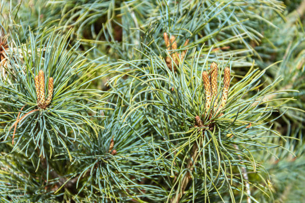 송담 효능 부작용 및 섭취 방법