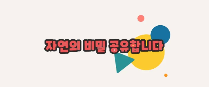 감초 효능 하나씩 확인해보죠
