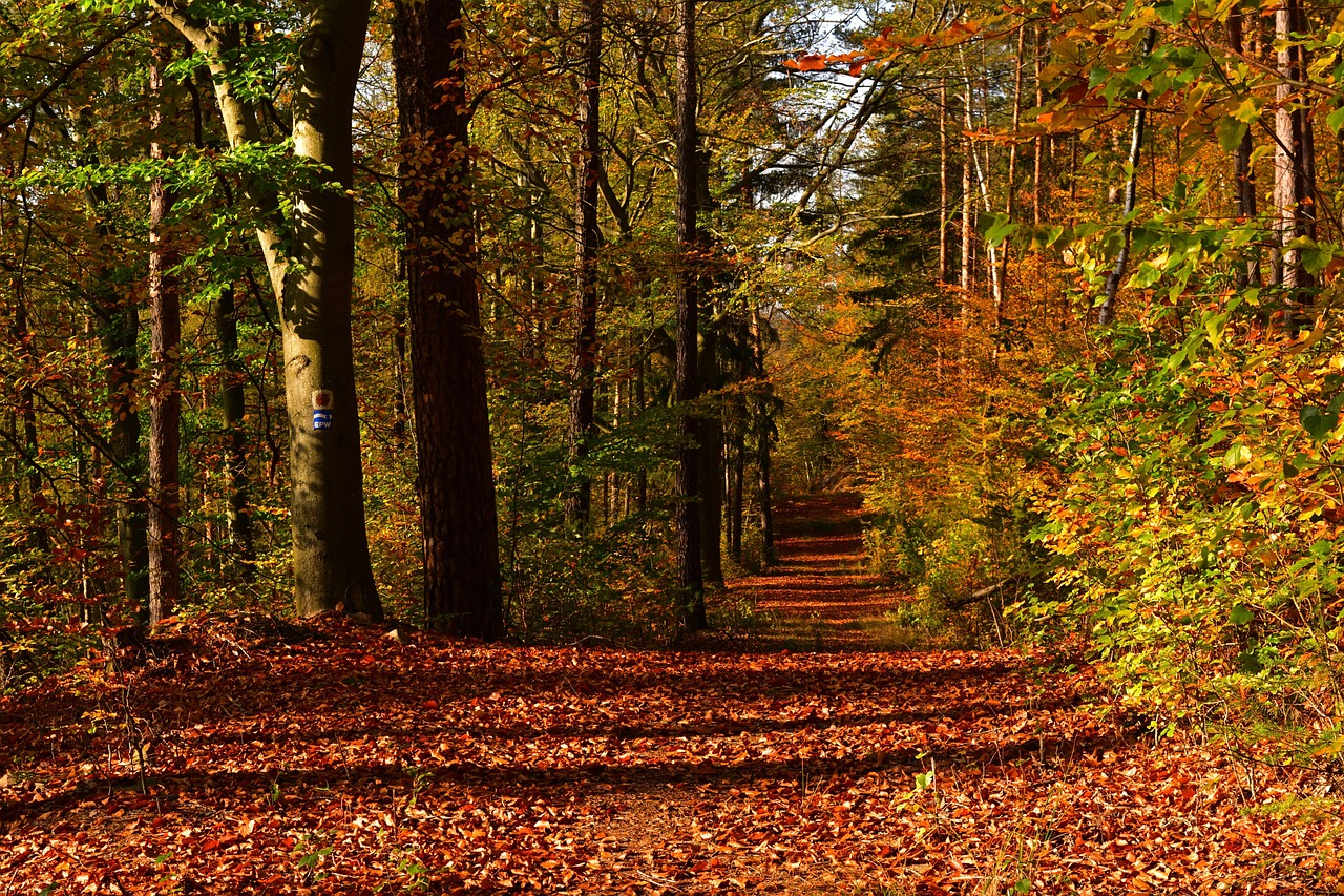 화담숲 예약방법 단풍의 절정시기 가는방법