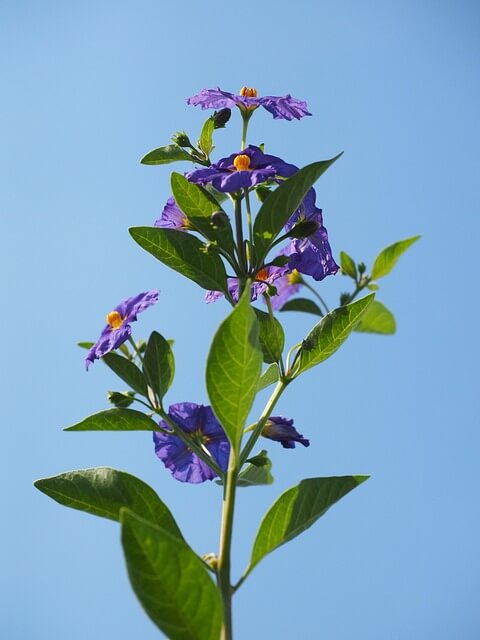 알란토인(Allantoin)의 피부 진정 및 재생 효과