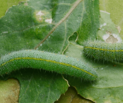 김장 배추 모종 심는 시기