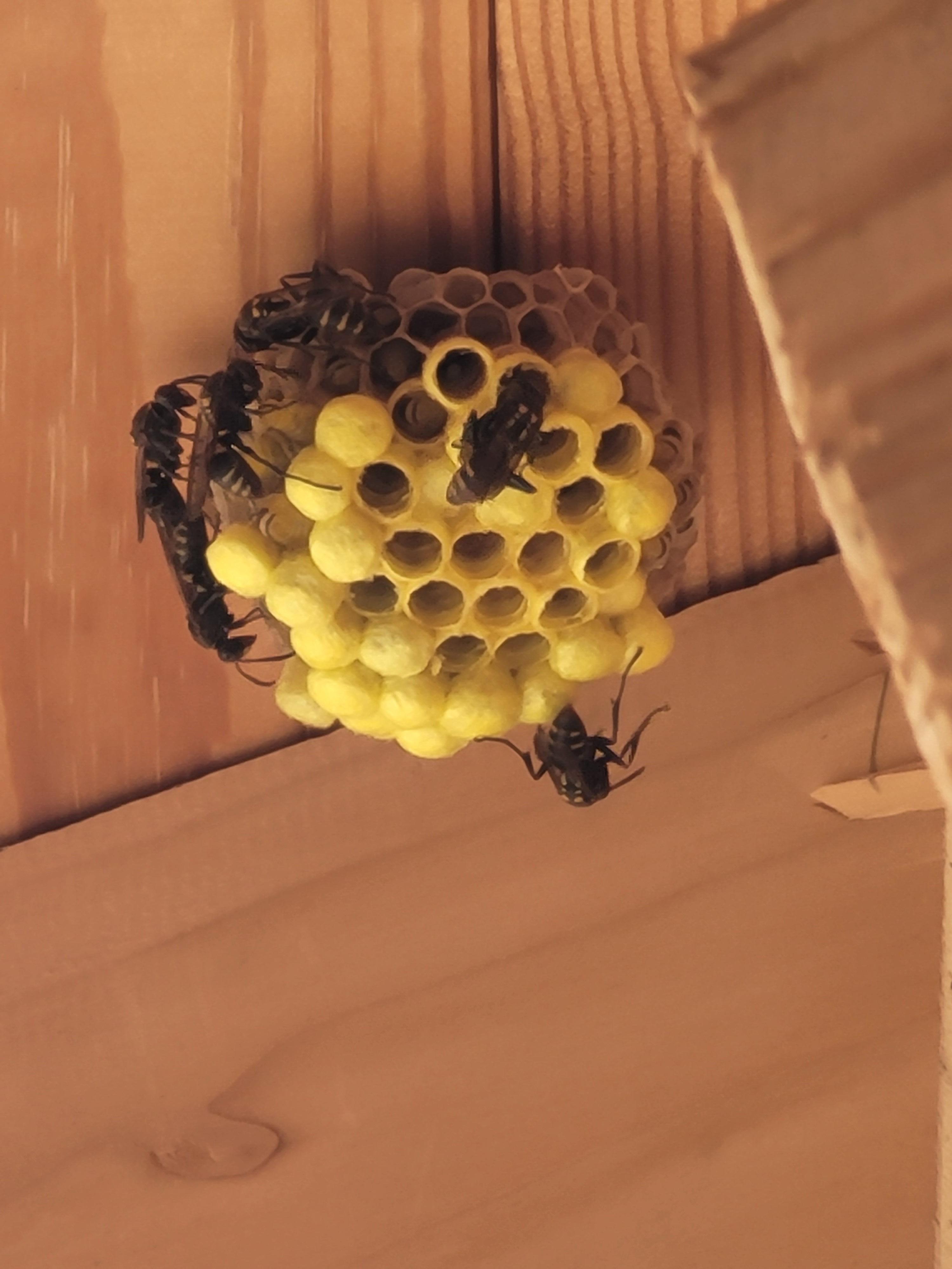 세력 확장 중인 말벌