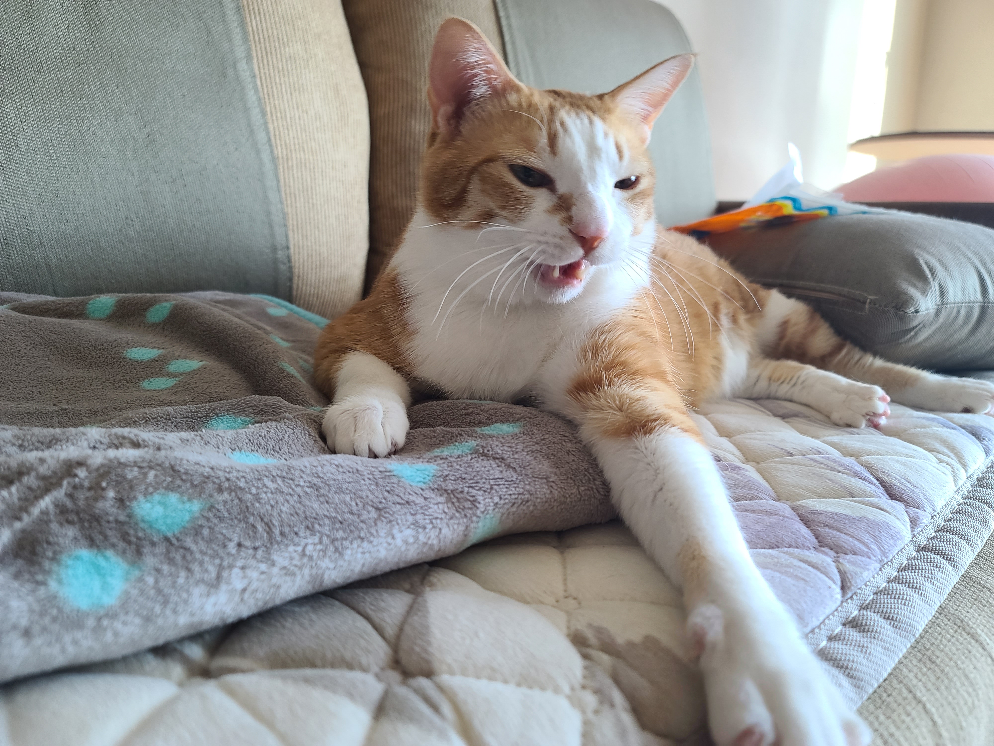 귀여운 치즈냥이 호야의 습격! (feat. 잘때도 다정한 호야랑 건)