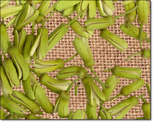 체리모야는 맛있고 건강에도 좋다