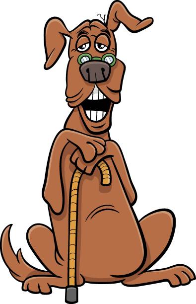 노령견의 여름 운동 & 활동량 유지법 이미지