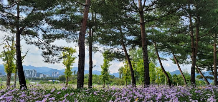 자라섬 꽃 페스타