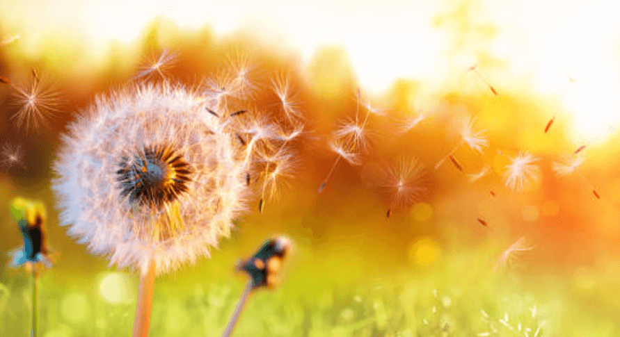 꽃가루 알레르기 치료법