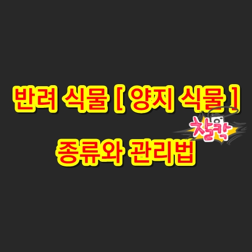 반려 식물 [ 양지 식물 ] 종류와 관리법