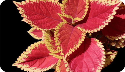 닥터포틴 콜레바나컷 효과 성분 섭취방법 부작용 내돈내산 후기