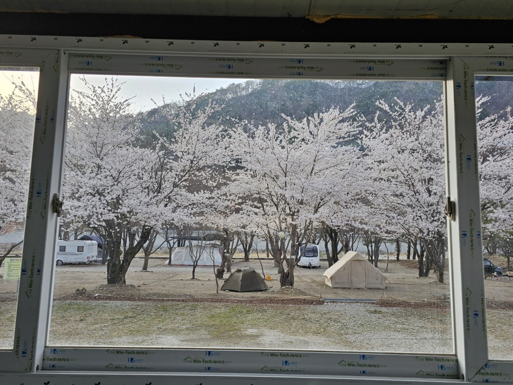 벚꽃 만개한 캠핑장 풍경