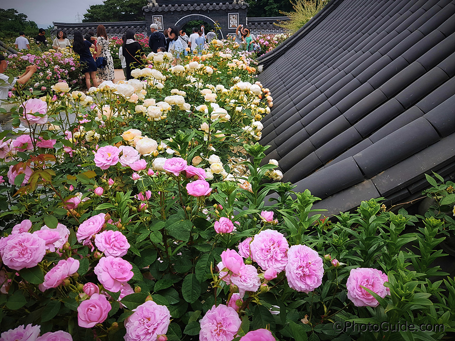 전주수목원장미