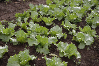 6월 텃밭 작물 추천 상추