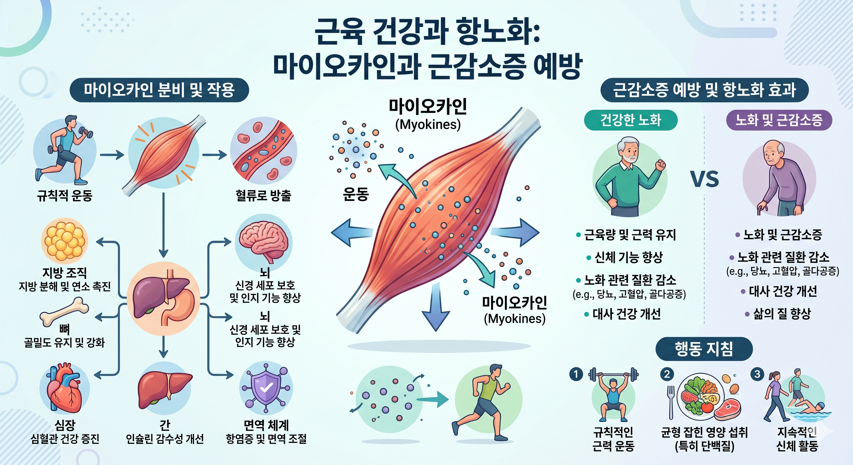 근육 마이오카인 항노화 &mdash; 근감소증 기전 일리신 BDNF 뇌 보호 인슐린 감수성 저항 운동 전략