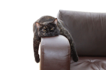 소파에서 자는 고양이.