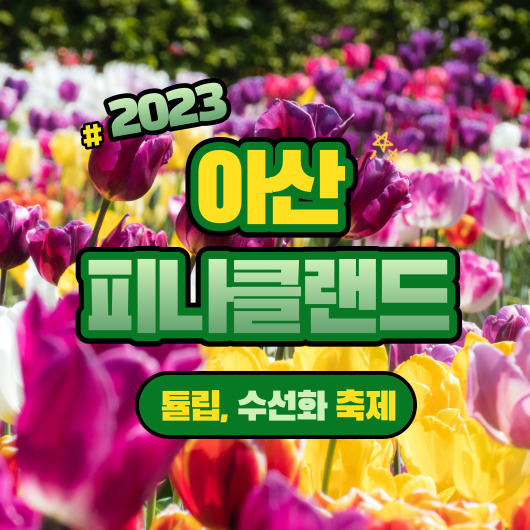 피나클랜드 튤립 수선화 축제