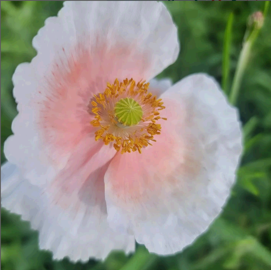 원주 용수골 양귀비꽃