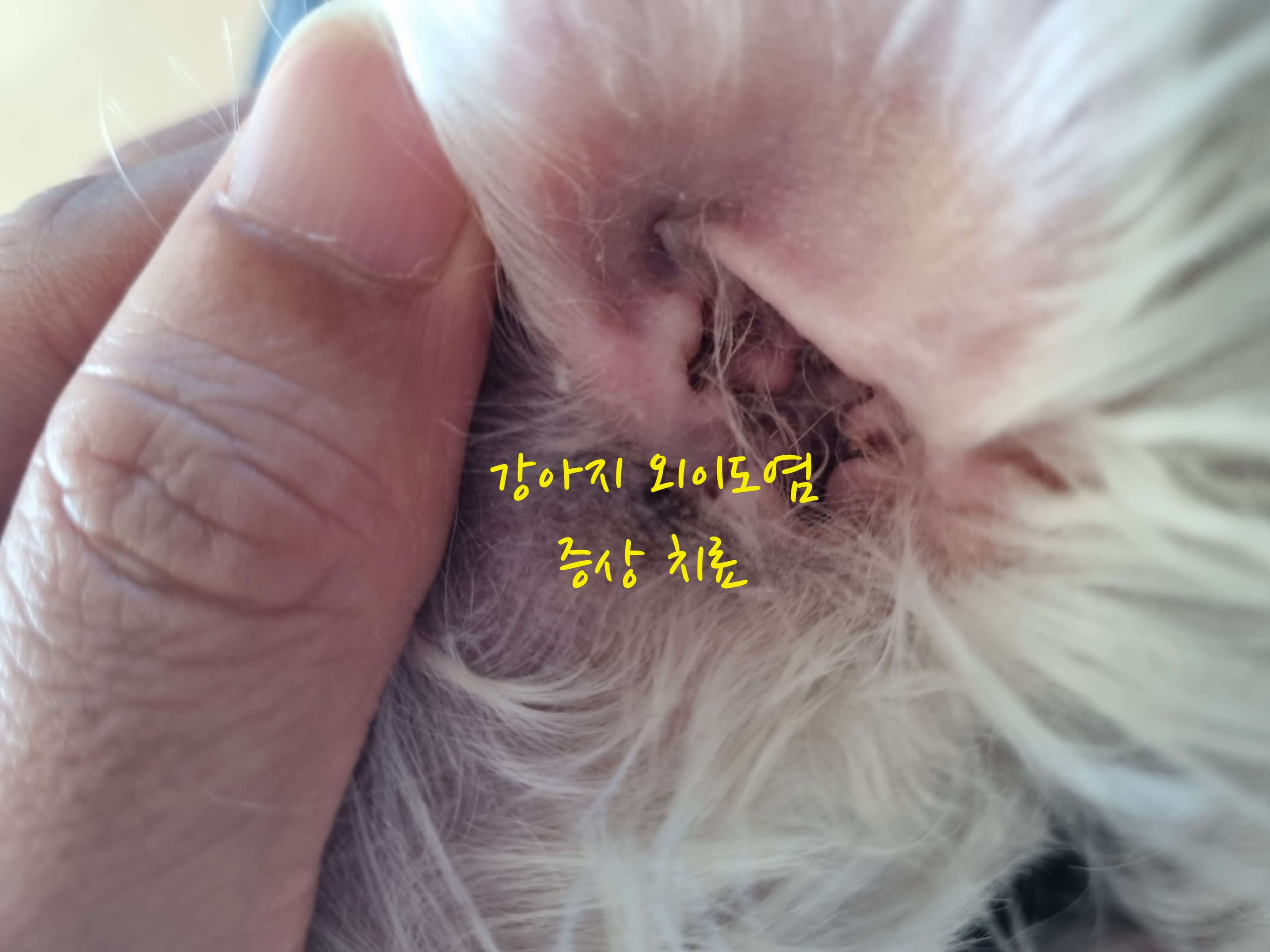 강아지 외이도염