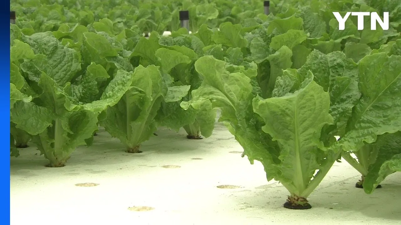 반려식물 입문 키우기 물주기 햇빛선택 기준 시니어에게 좋은 목록_1