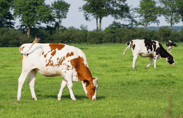 풀밭에 있는 세 마리 소가 고개를 숙여 풀을 뜯어 먹고 있다.