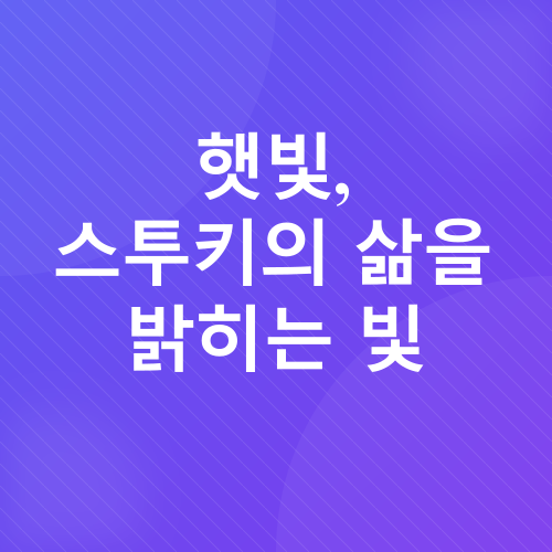 스투키 키우기_5