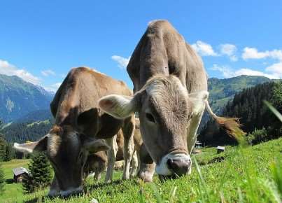 2026년 소띠 신년운세 무료보기