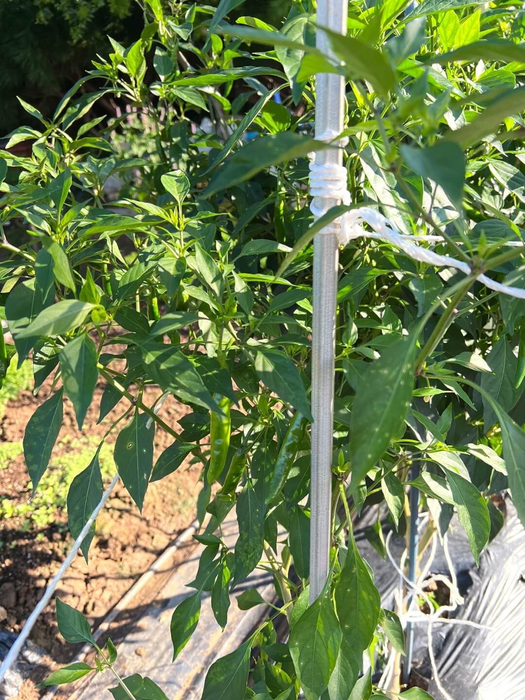 탄저병을 극복한 고추 1