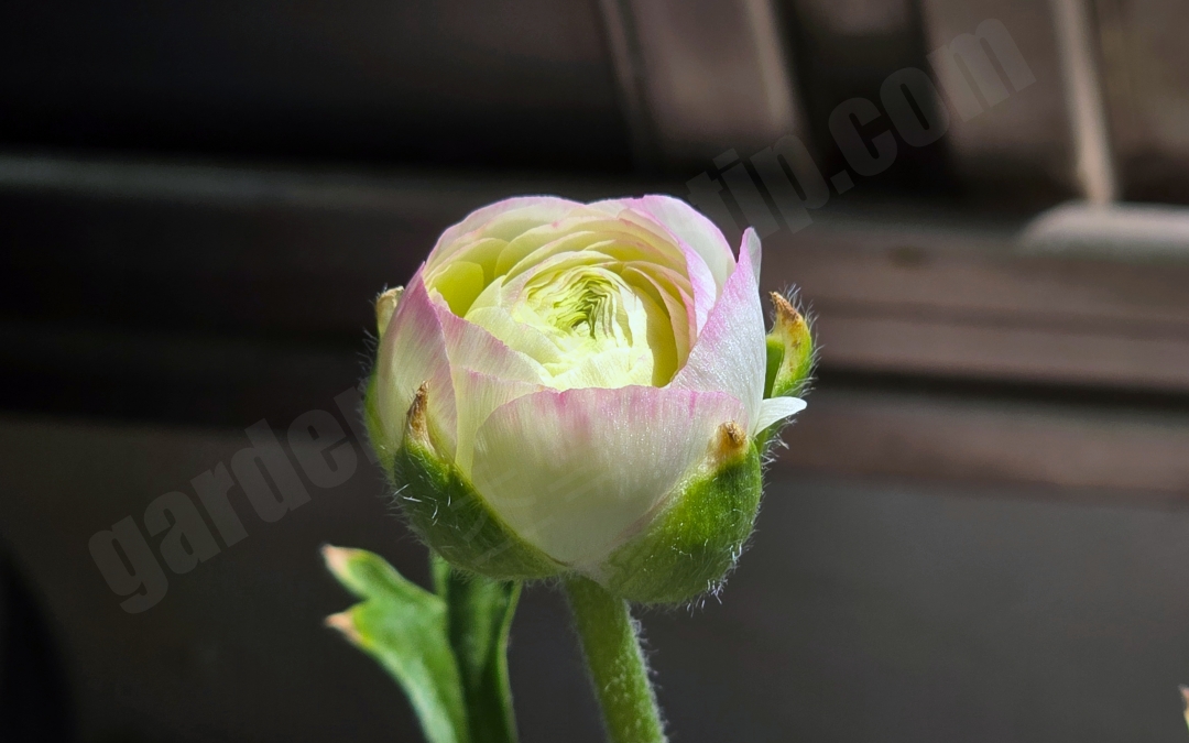 오전에 피기 시작한 라넌큘러스