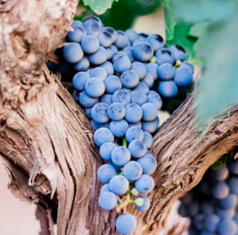 포도 효능 부작용