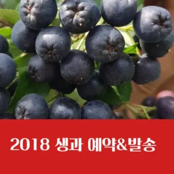 아로니아 수확시기에 맞춘 열매 먹는방법 분말 부작용 가격 정보_19