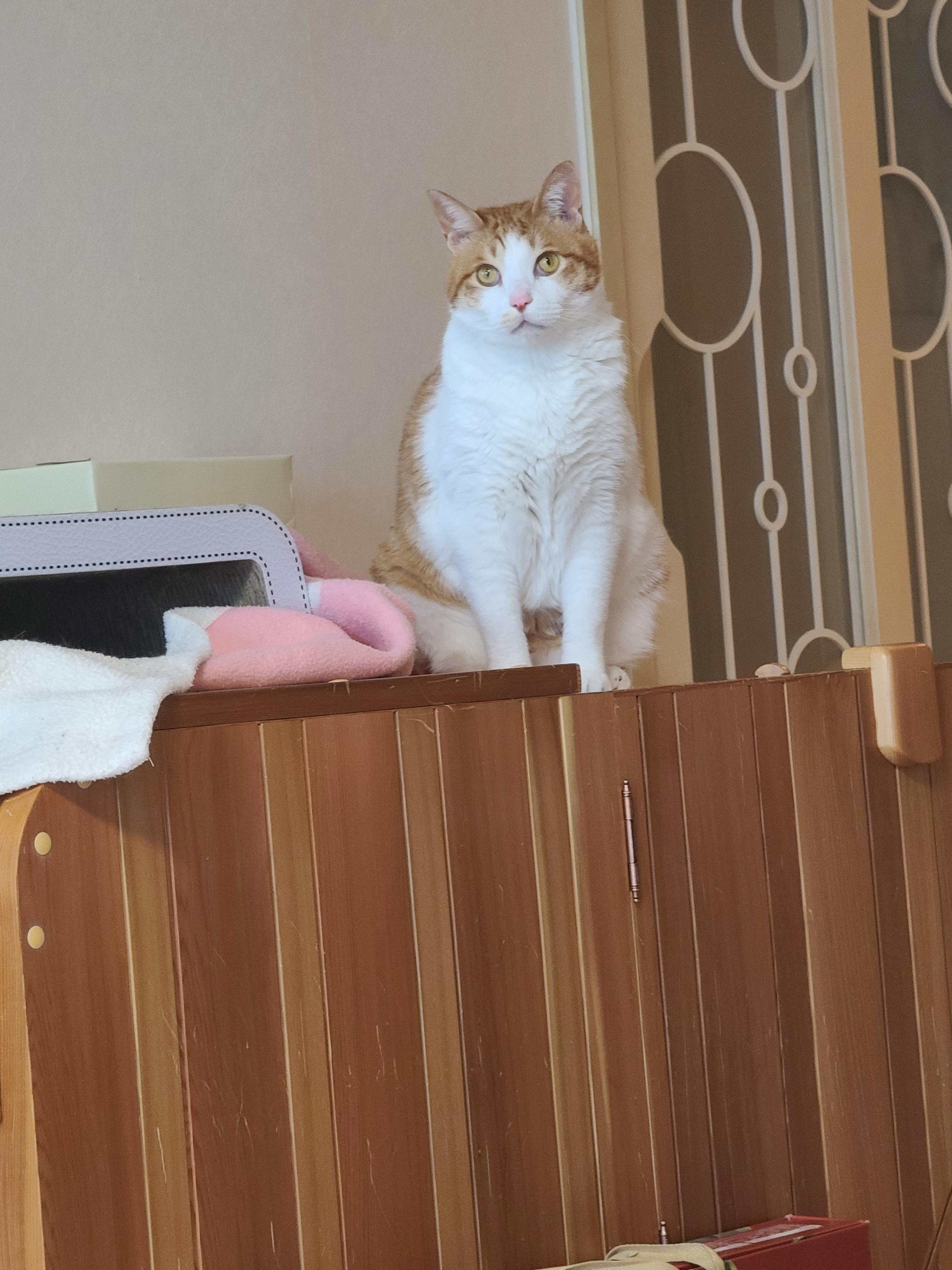 우리집엔 비싼 고양이들 숨숨집이 있다. 건식반신욕기 숨숨집.